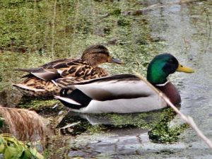 Tiere des Weiher in Buoch