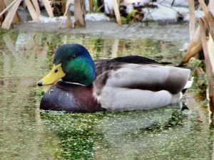 Tiere des Weiher in Buoch