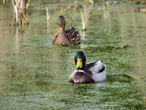 Stockenten auf dem Dorfweiher in Buoch