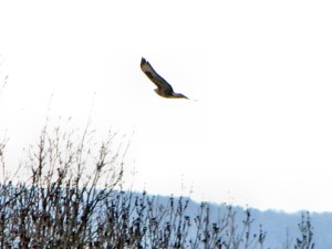 IMG_1356