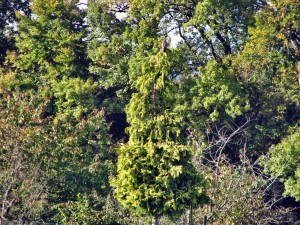 IMG_3352