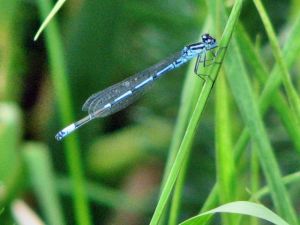 Tiere des Weiher in Buoch