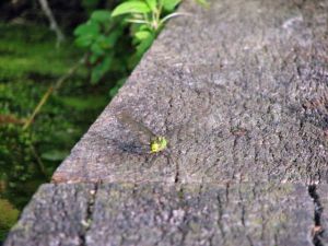 Tiere des Weiher in Buoch