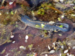 Tiere des Weiher in Buoch