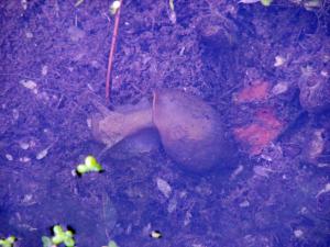 Wasserschnecke