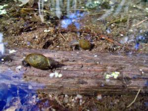 Wasserschnecken