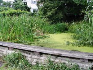 Biotop Dorfweiher in Buoch