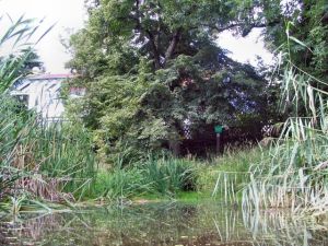 Weiher in Buoch